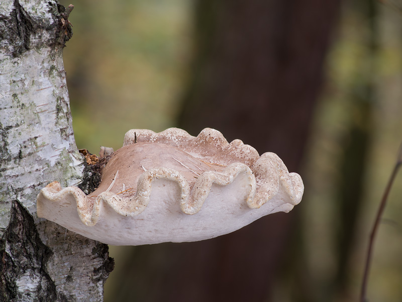 Piptoporus betulinus